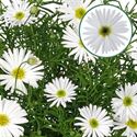 Bild von Brachycome P12 White